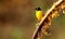 Flame throated bulbul, Pycnonotus gularis, Ganeshgudi, Karnataka, India