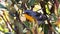 Flame-throated warbler, colorful bird of Costa Rica