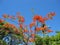 Flame Tree