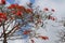 Flame tree bursting with flowers