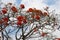 Flame tree bursting with flowers