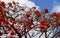 Flame tree bursting with flowers, blue skies in view