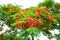 Flame tree with flower