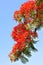 Flame tree flowers