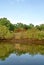 Flame tree in an inland canal