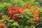 Flame tree - ornamental tree with fern-like leaves native to Madagascar, Perth, Western Australia