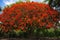 Flame tree with red flowers and green leaves in the garden