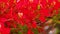 Flame Tree Royal Poinciana Vibrant Red Flowers HD Footage