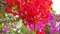 Flame Tree Vibrant Red Flowers HD Stock Footage