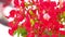 Flame Trees Vibrant Red Flowers HD Stock Footage