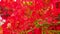 Flame Trees Vibrant Red Flowers HD Stock Footage