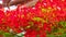 Flame Trees Vibrant Red Flowers HD Stock Footage