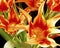 Flame tulips