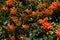 Flame vine in full bloom, Spain.