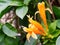 Flame Vine with Orange Trumpet Flowers