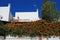 Flame vine on a villa wall, Spain.