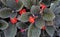 Flame violet flowers, Episcia cupreata, on garden, Rio de Janeiro