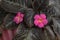 Flame violet plant and pink flowers, Episcia cupreata