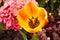 Flame Yellow Tulip