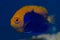 Flameback Angelfish