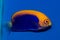 Flameback Angelfish Centropyge aurantonotus