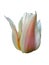 Flamed tulip. Isolated flower on a white background.