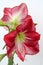 Flamenco amaryllis blooms on tall stalk