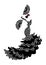 Flamenco dance, silhouette Spanish woman, isolated