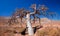 Flamenco and a dead tree