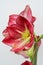 Flamenco Dutch single amaryllis blooms