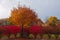 Flaming Autumn Bush Border