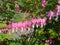 Flaming heart, Lamprocapnos spectabilis, watery heart, detailed view of the popular ornamental plant with red - white flowers,