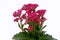 Flaming Katy, Christmas kalanchoe, florist kalanchoe, Madagascar widow`s-thrill