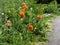 Flaming orange double flower Oriental poppies