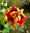 Flaming Parrot Tulip from Above