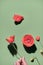 Flaming red poppies, one stem with flower in fingers, close-up on female hand with wild flower. Flat lay on light green