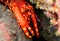 Flaming Reef Lobster - Enoplometopus antillensis