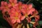 Flaming Rhododendron