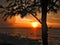 Flaming sunset at Nightcliff beach, Darwin NT Australia, framed by an imposing Casuarina tree.