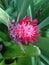 Flaming Torch Bromeliad Plant Blossoming in Garden.