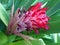 Flaming Torch Bromeliad Plant Blossoming in Garden.