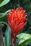 Flaming torch flower, Billbergia pyramidalis. Bromeliad inflorescence