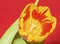 Flaming Tulip 3