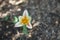 A flaming tulip in the garden in April. Berlin, Germany