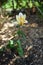 A flaming tulip in the garden in April. Berlin, Germany