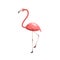 Flamingo 3d realistic. Pink tropical animal walking. Beautiful exotic bird, summer vacation symbol