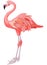 Flamingo