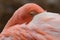 Flamingo adult sleeping in feathers