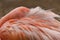 Flamingo adult sleeping in feathers