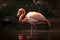 Flamingo (Africa, Asia, Americas) (Generative AI)
